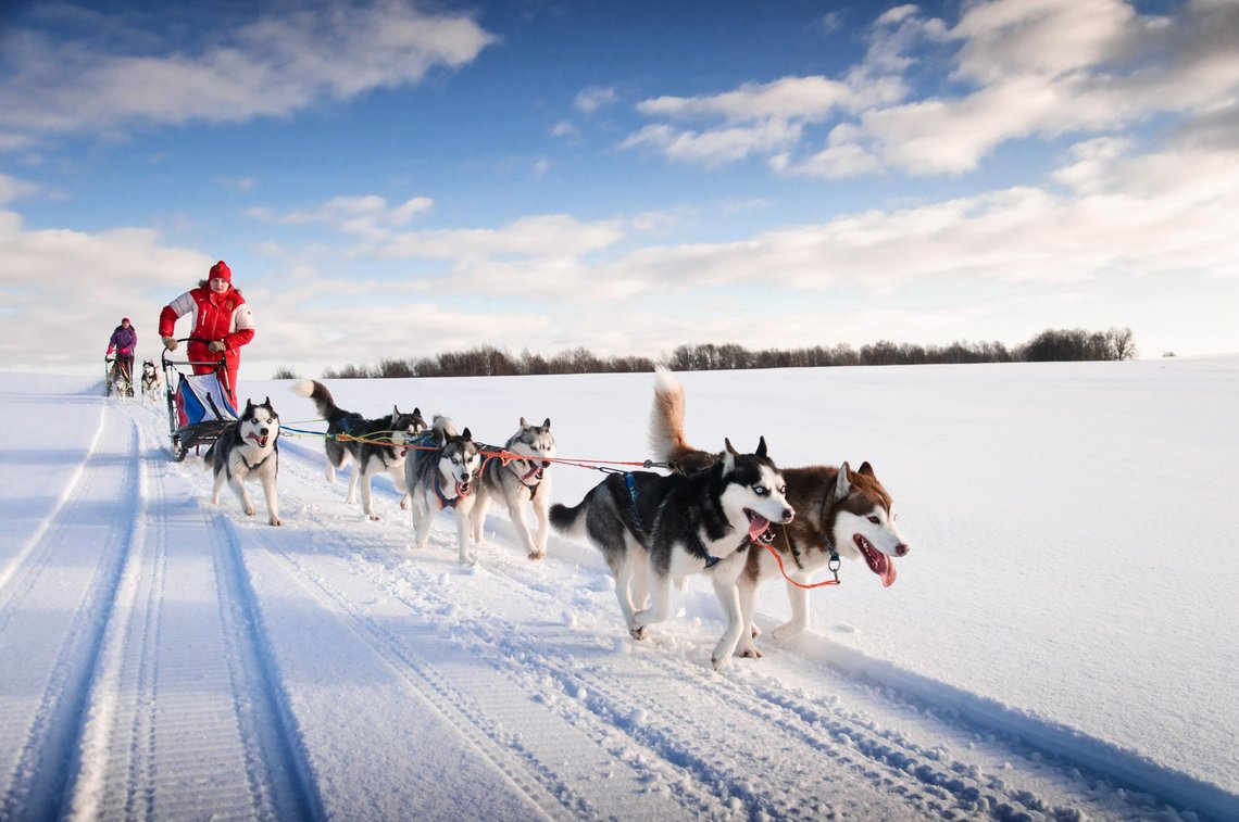 chiens de traineau en pleine course