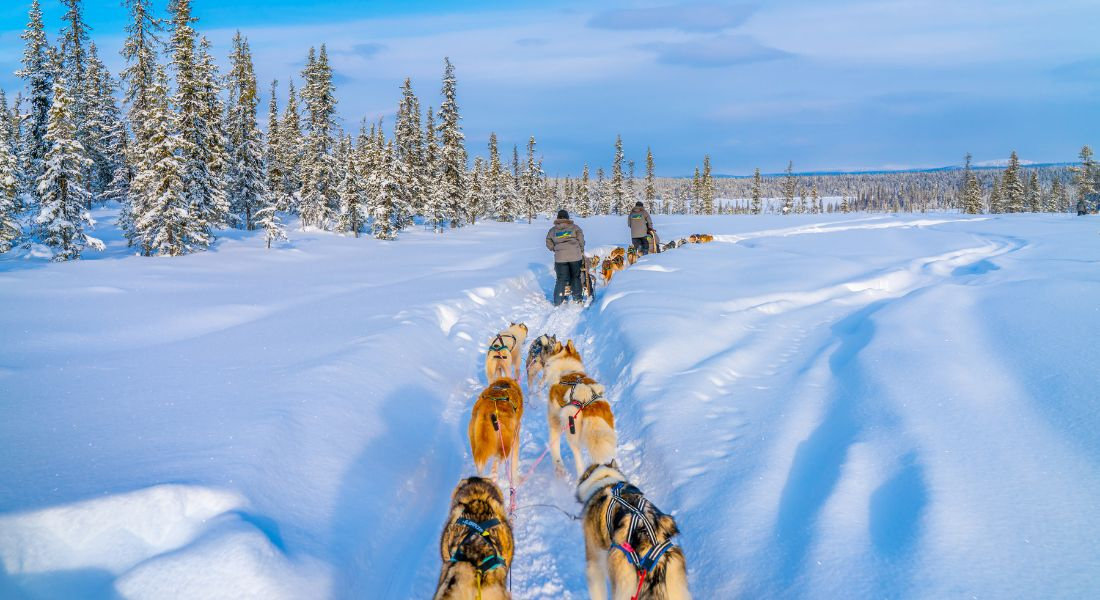 3 attelages de traineau à chien au Québec