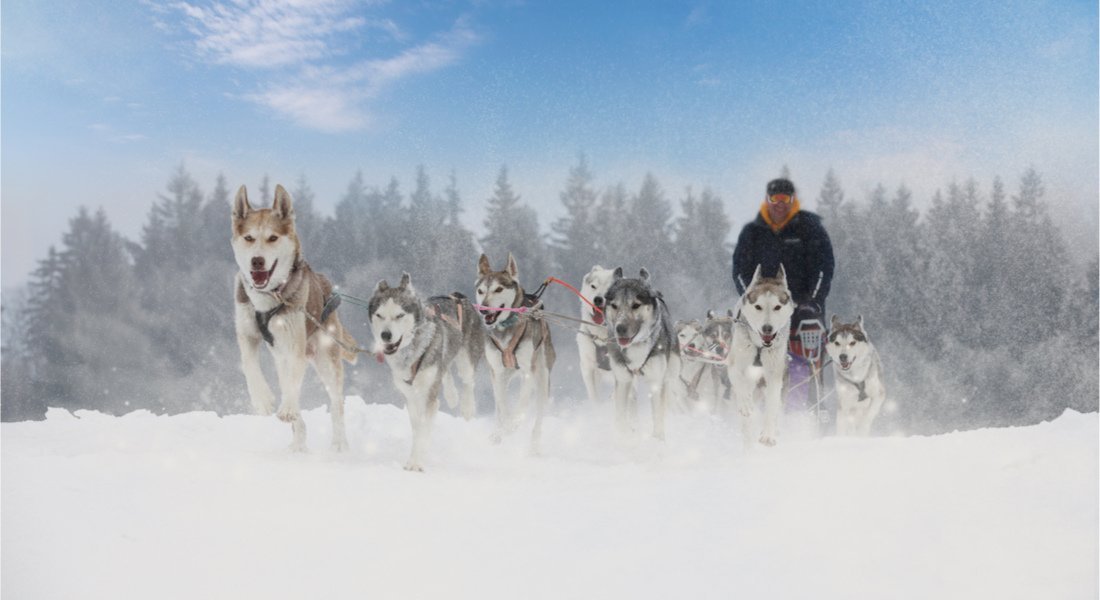 Dog sledding at Ferme 5 étoiles