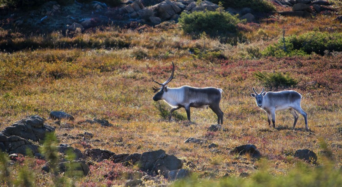 Caribous quebec