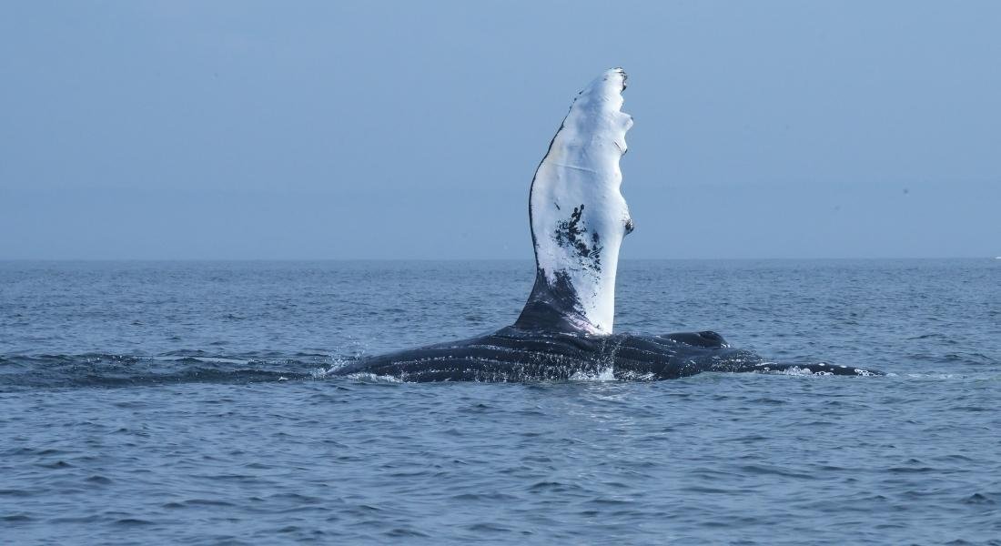 baleines tadoussac