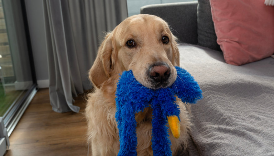 Ne rien oublier avant le départ Chien avec son jouet prêt pour partir en voyage