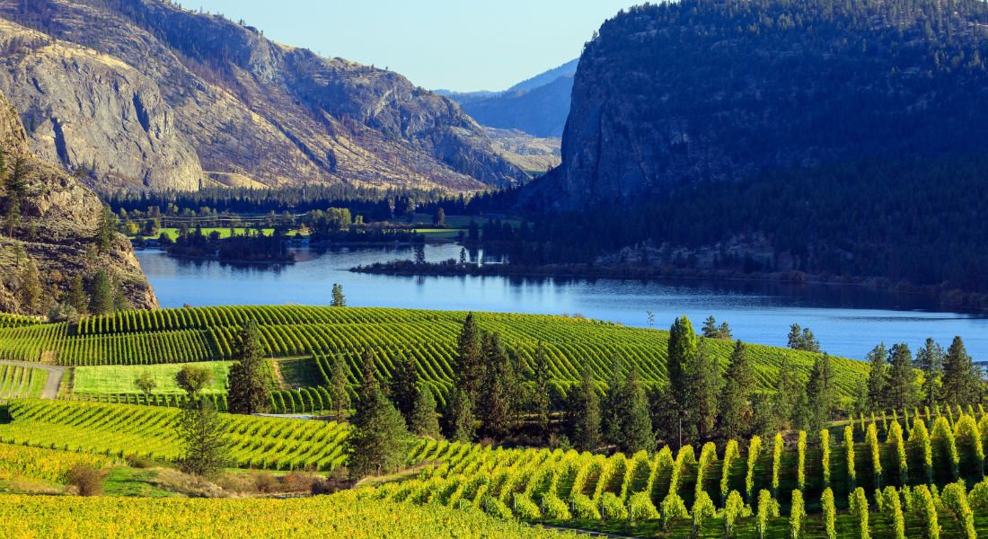 Vignobles de l'ouest du Canada avec un lac et des montagnes autour