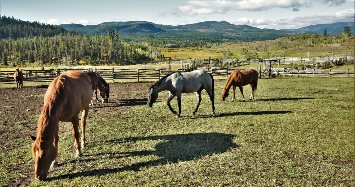 Chevaux dans un ranch en Colombie Britannique