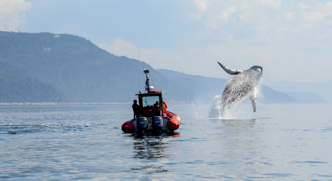 Whale watching by zodiac in Tadoussac A zodiac near a breaching whale in Tadoussac
