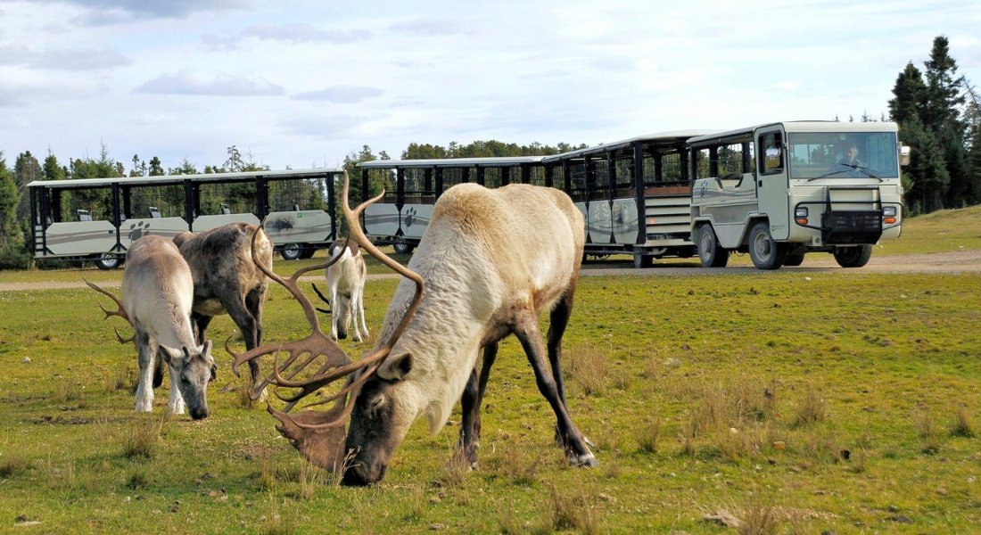 Caribous au Québec