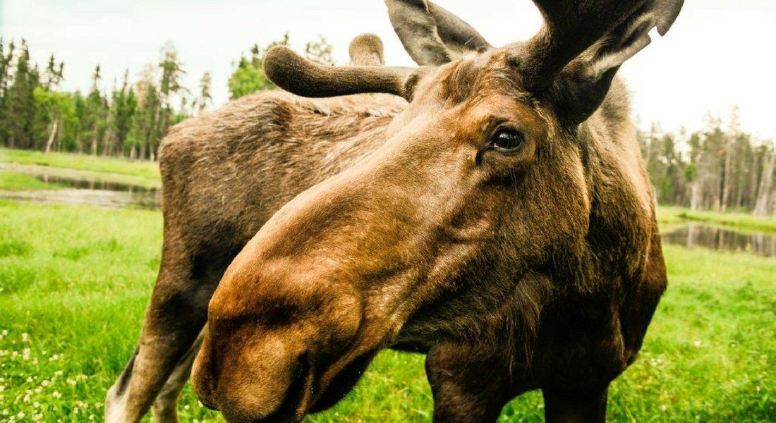 saint-félicien zoo prices 2021