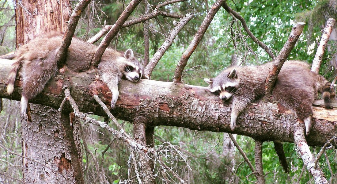 where to sleep saint felicien zoo
