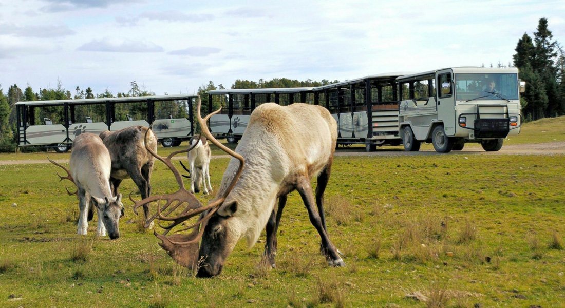 saint-félicien zoo train tour