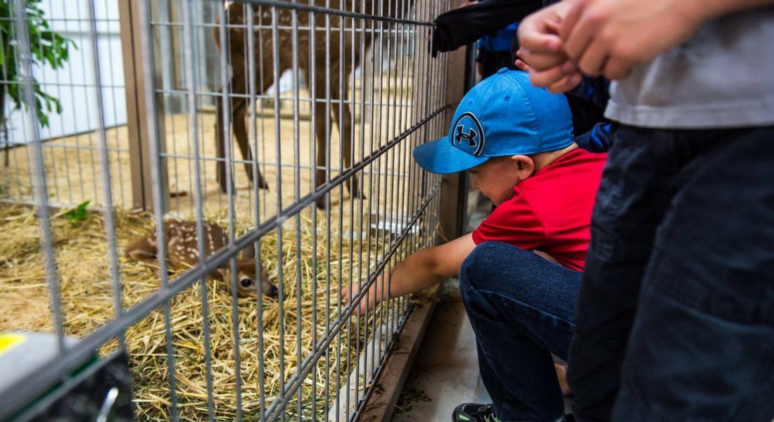 saint-félicien petting zoo
