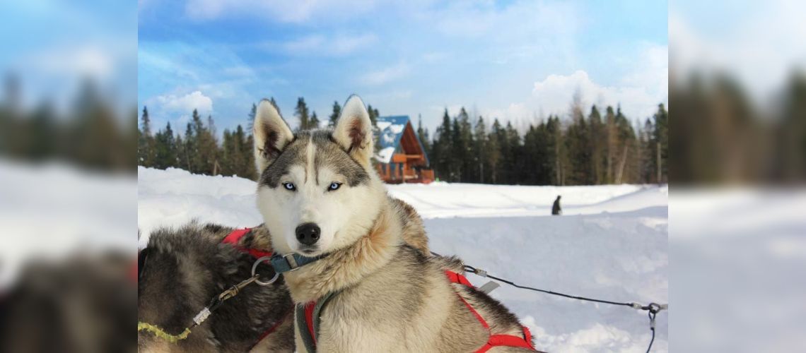 Chenil et Chalet en Bois Rond, Ste-Catherine-de-la-J-Cartier