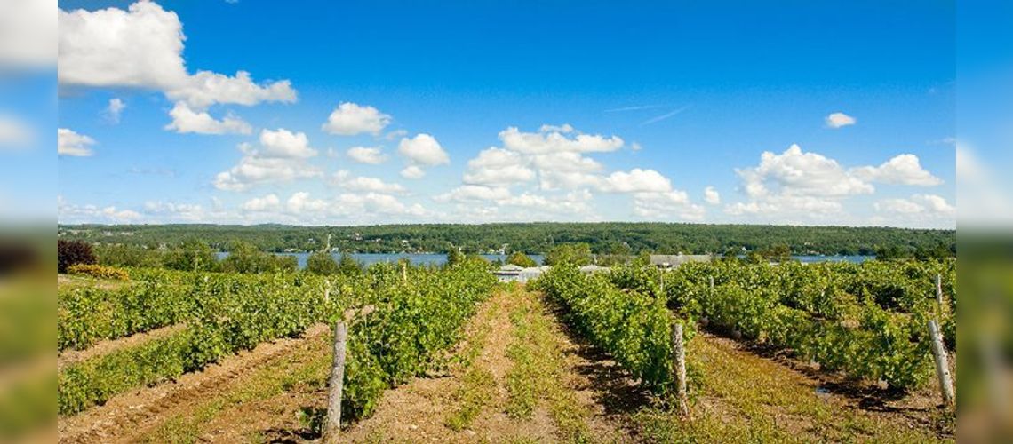 Vignoble le Cep d'Argent, Magog, QC
