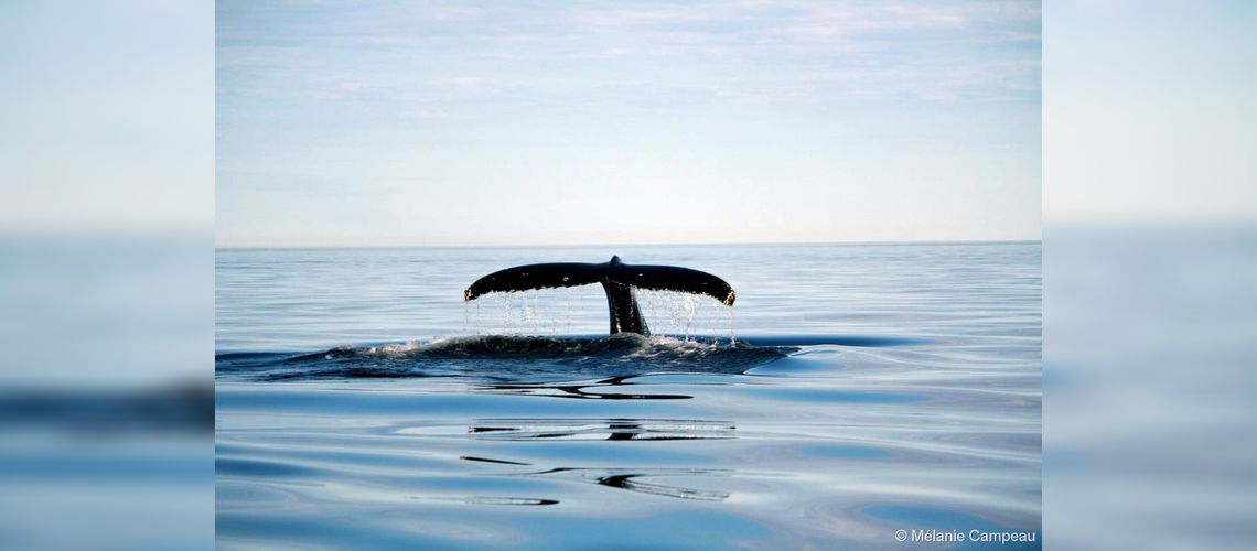 Safari aux baleines en bateau