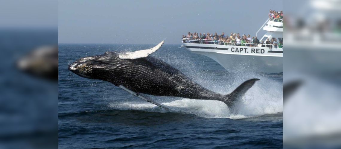 Safari aux baleines - Boston, MA