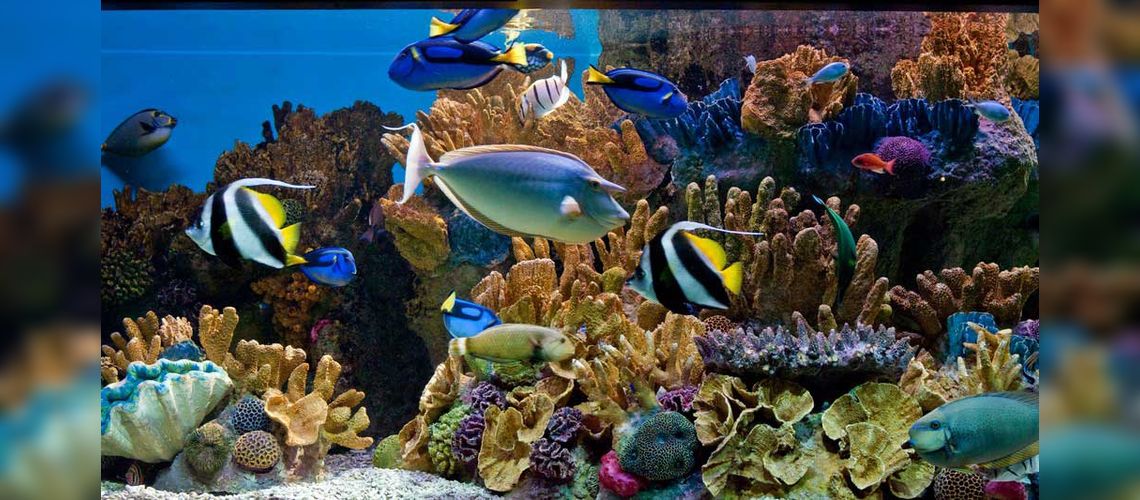 New England Aquarium