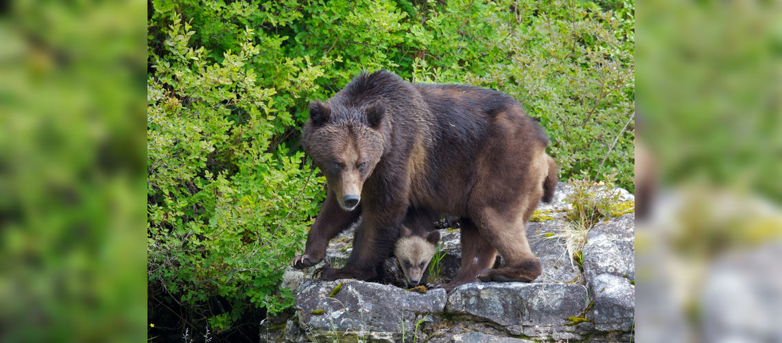 Mama & Baby Grizzly