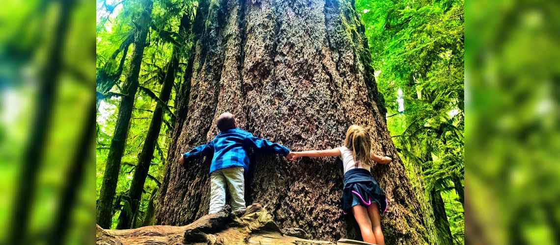 Cathedral Grove