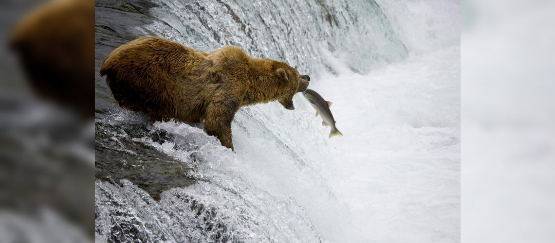 Observation du Grizzly, © iStockPhoto, FishFetish