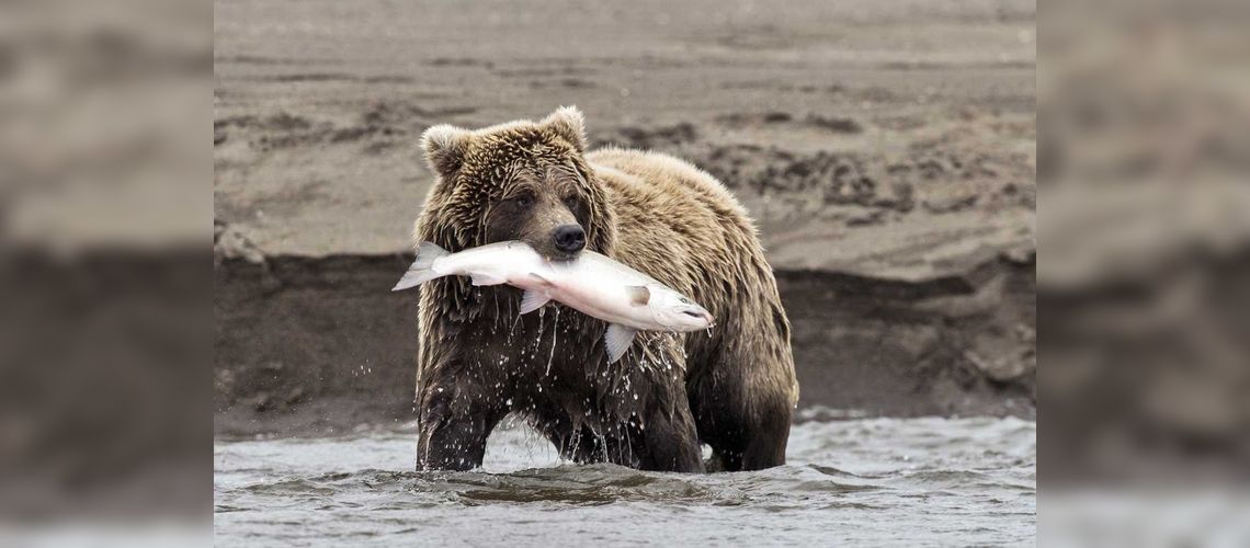Ours Grizzly