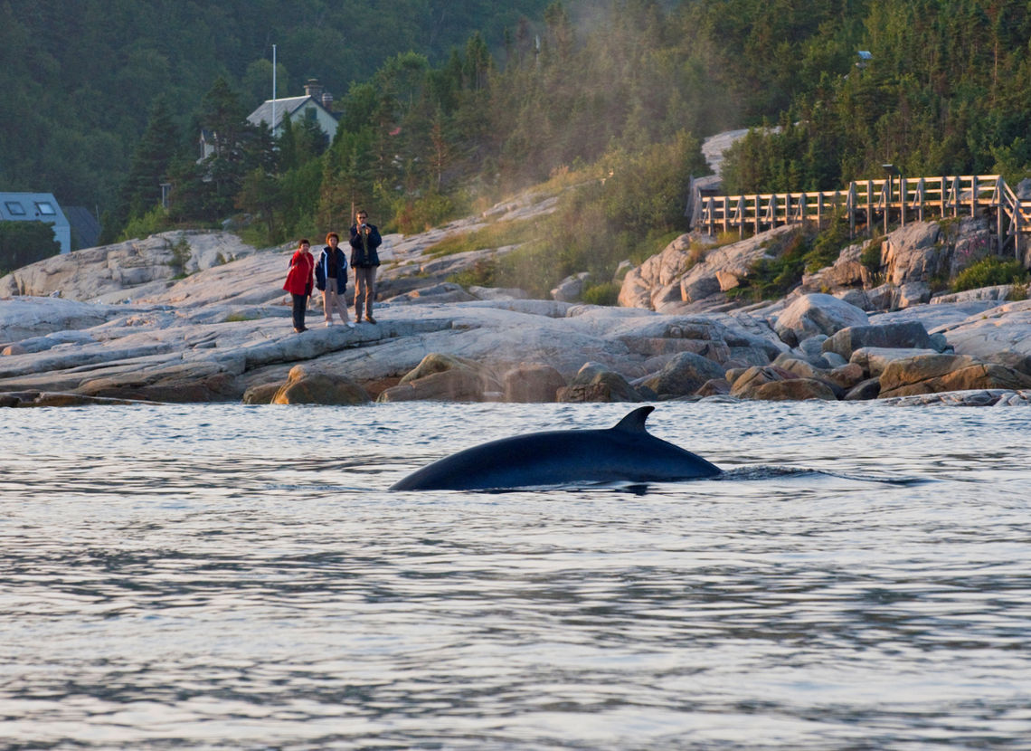 Observation des baleines au Canada