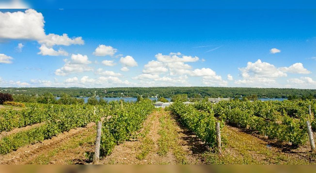 Vignoble le Cep d'Argent, Magog, QC