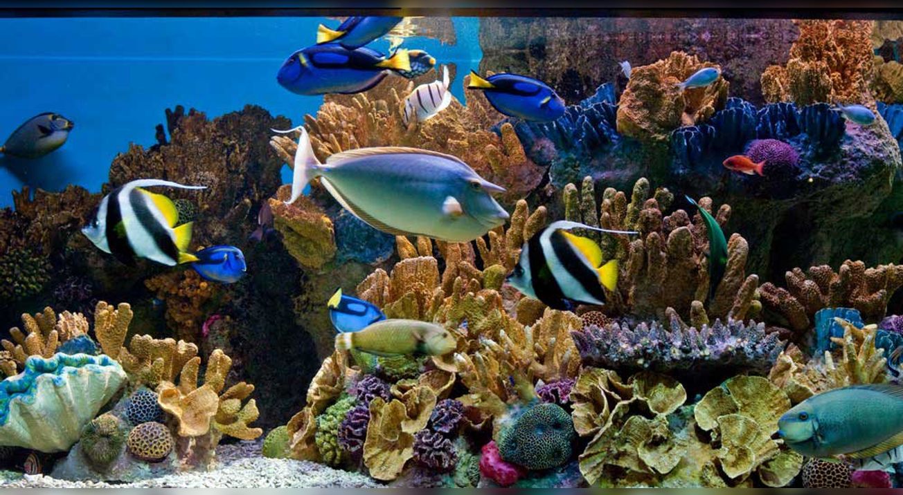New England Aquarium