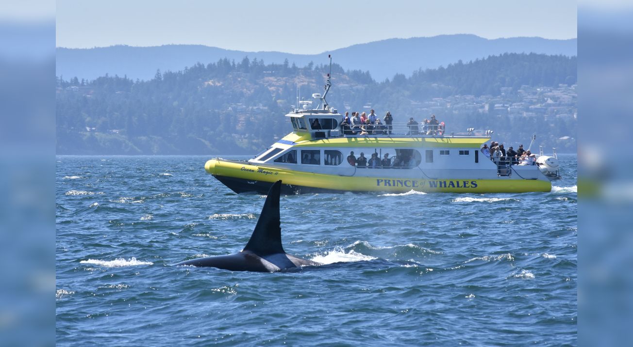 Whales observation, Telegraph Cove