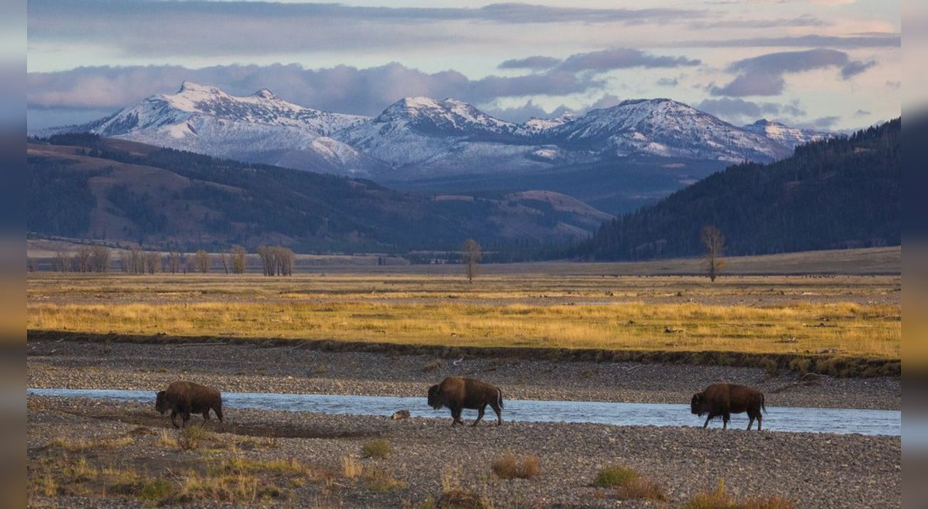 Bisons dans la Lamar Valley
