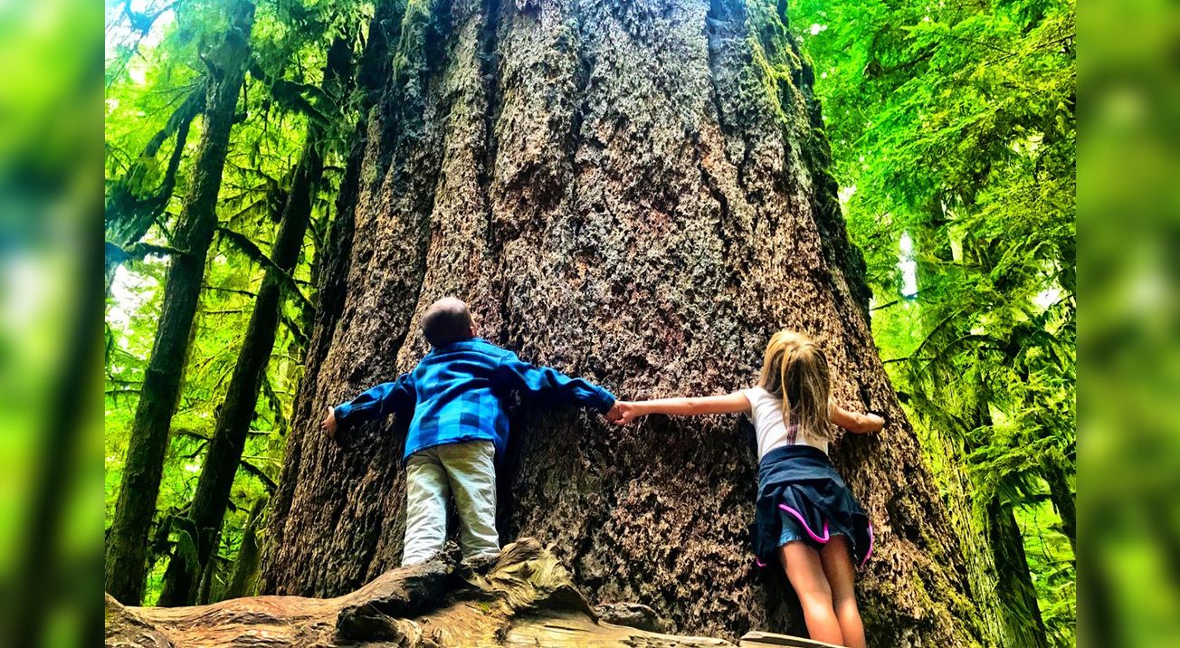 Cathedral Grove