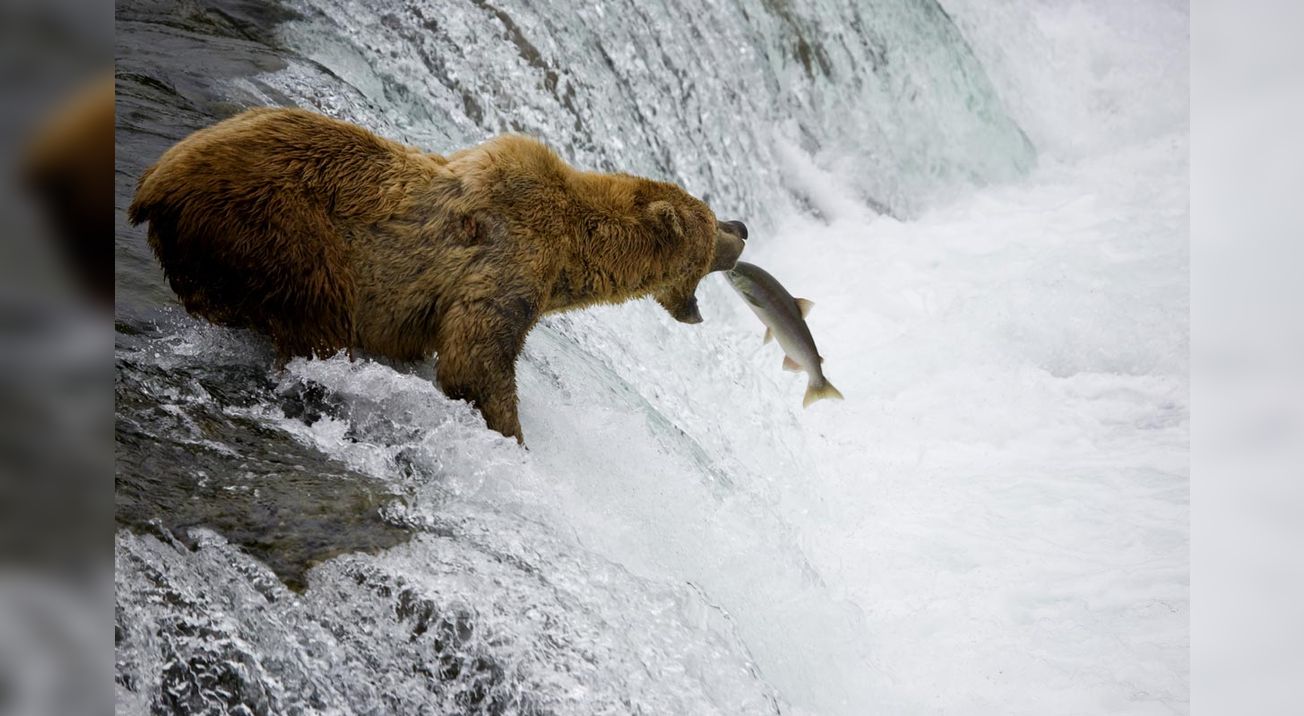Grizzly bear watching, © iStockPhoto, FishFetish