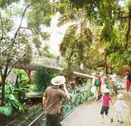 Tropical Forest