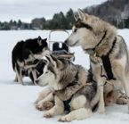 Attelage de traîneau à chiens