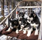 Visite de la pouponnière