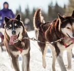 Randonnée en traîneau à chiens