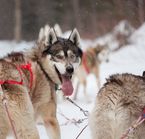 La meute de chiens de traîneau