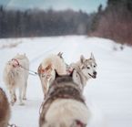 Randonnée en traîneau à chiens