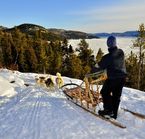 Traîneau à chiens avec vue sur le Fjord