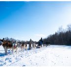 Traîneau à chien en forêt