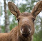 Elk