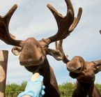 Moose