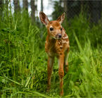 Fawn