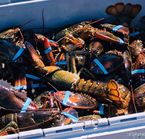 Homards des îles de la Madeleine