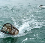 Aggrandir la photo 7