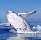 Safari aux baleines en bateau