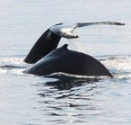 Safari aux baleines en bateau