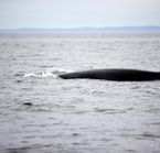 Safari aux baleines en bateau