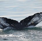 Observation des baleines