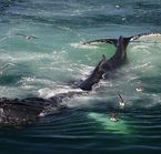 Observation des baleines, Boston