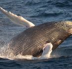Observation des baleines, Boston 