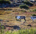 Présence de caribou dans le parc